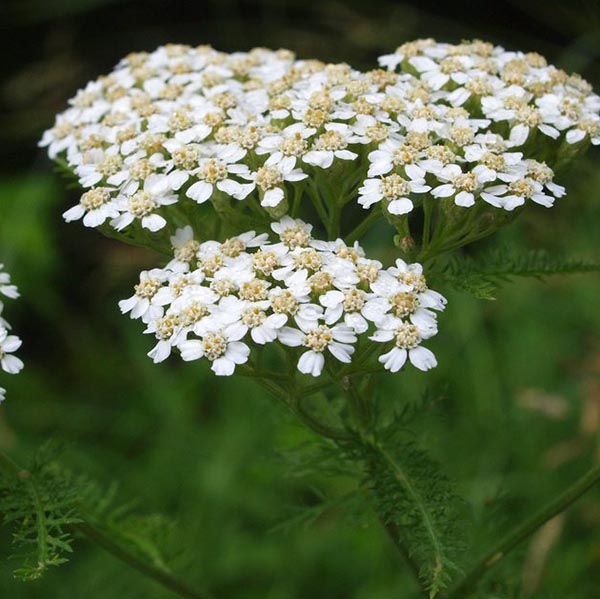 common yarrow