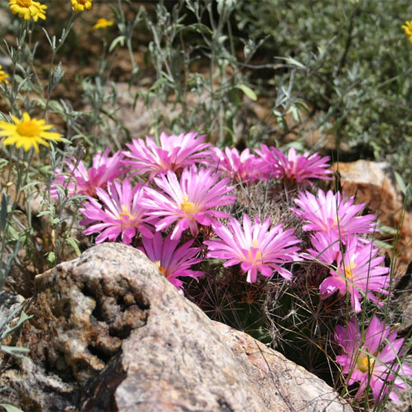 nipple cactus