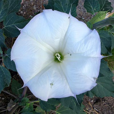 datura