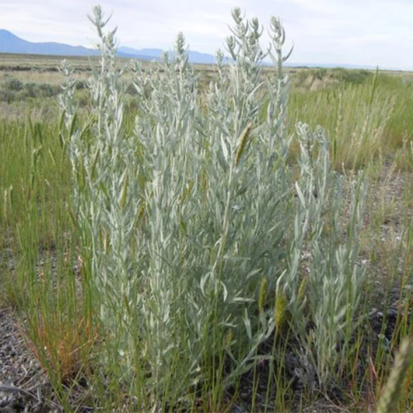 sage brush