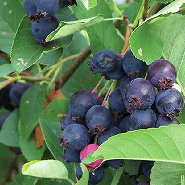 saskatoon berry