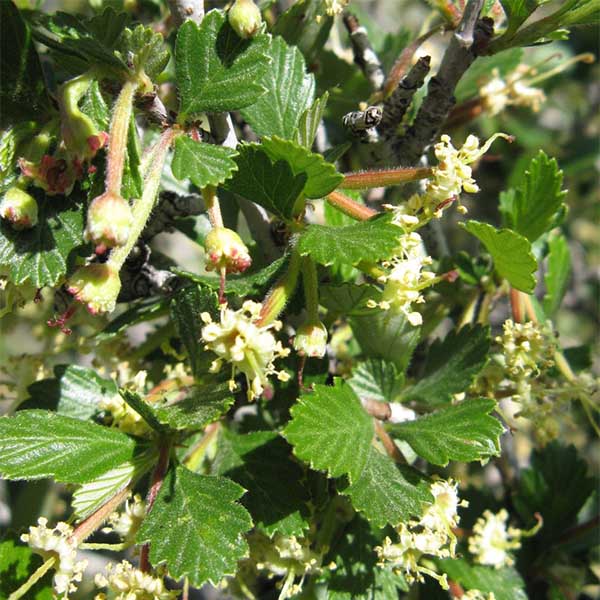 true mountain mahogany